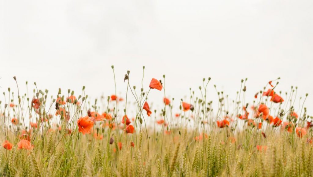 Grief Support Funeral Homes