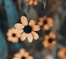 funeral homes in Laplace, LA