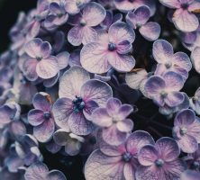 cremation service in Garyville LA