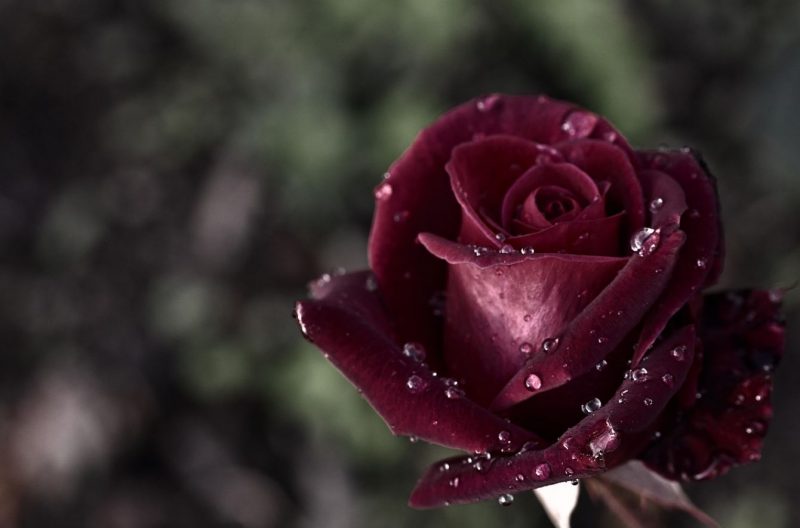 cremation services Reserve, LA