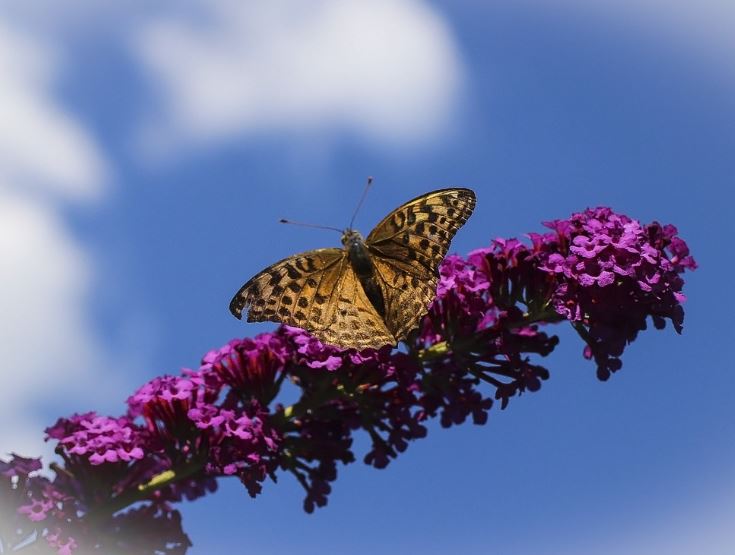 Butterfly resting on purple flowers against blue sky, funeral homes LaPlace, LA