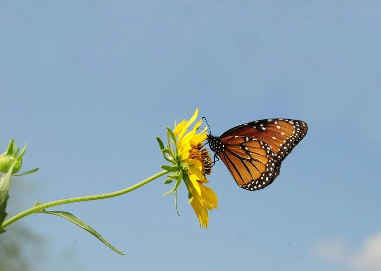 Yellow wildflower with a butterfly against blue sky, cremation services Reserve, LA