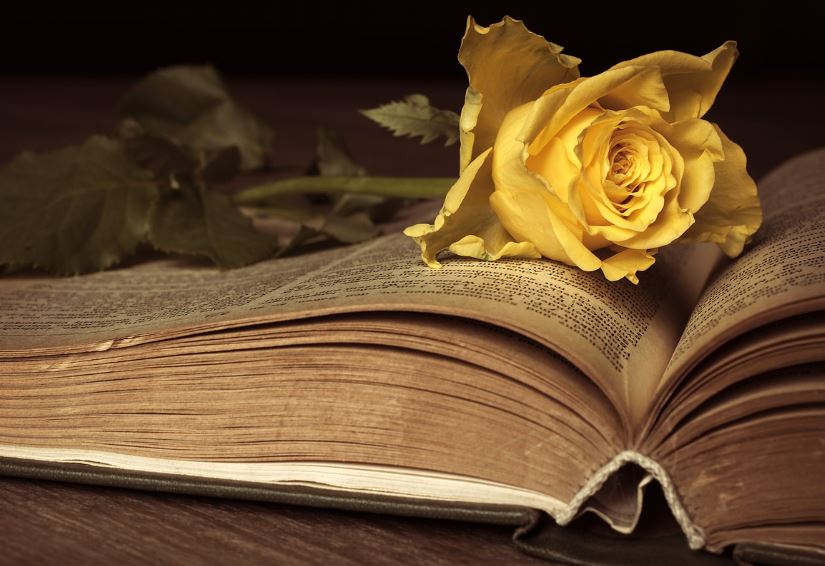 Yellow rose resting on open book pages in warm light, funeral homes Garyville, LA