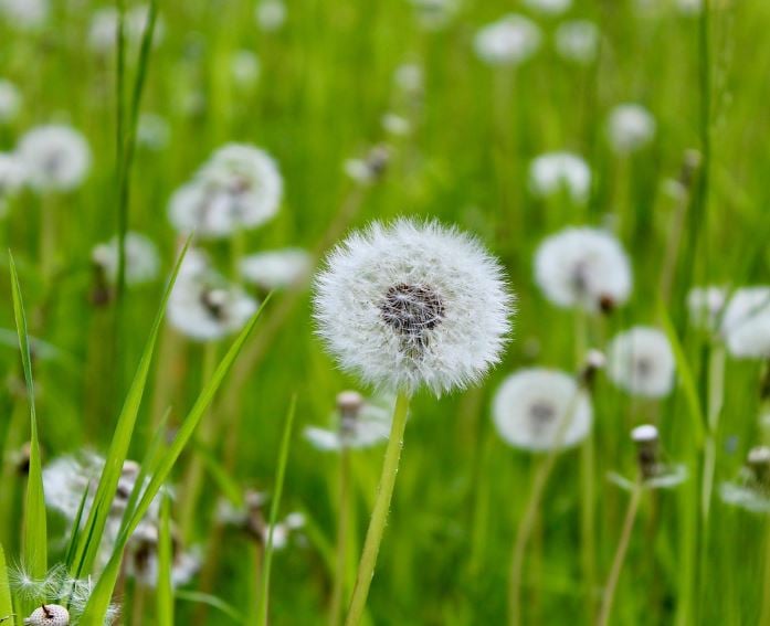 White dandelion puff in a meadow, selecting a burial vault guide, funeral homes LaPlace, LA