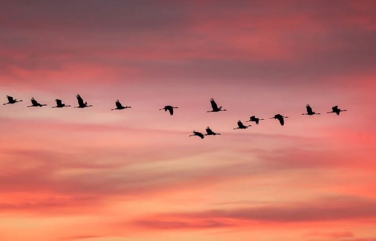 Line of migrating birds across warm evening sky, cremation services Reserve, LA gathering comfort